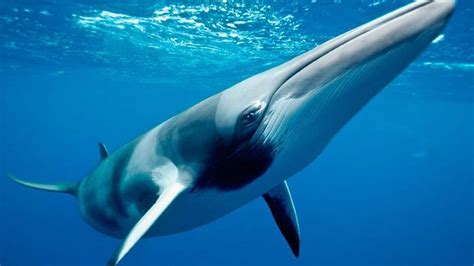 how big is a minke whale